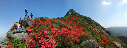 南岳春觀花